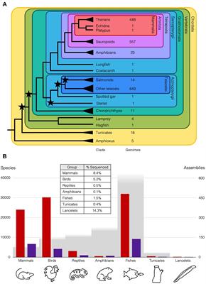 Improved Understanding of the Role of Gene and Genome Duplications in Chordate Evolution With New Genome and Transcriptome Sequences